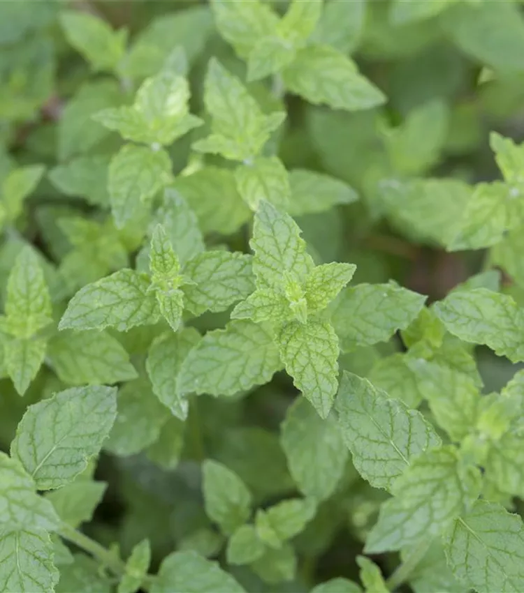 Menthe