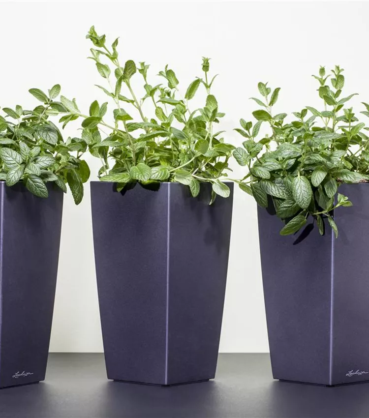 Menthe