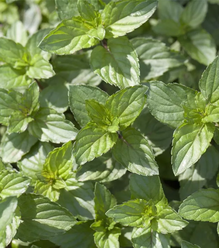 Menthe