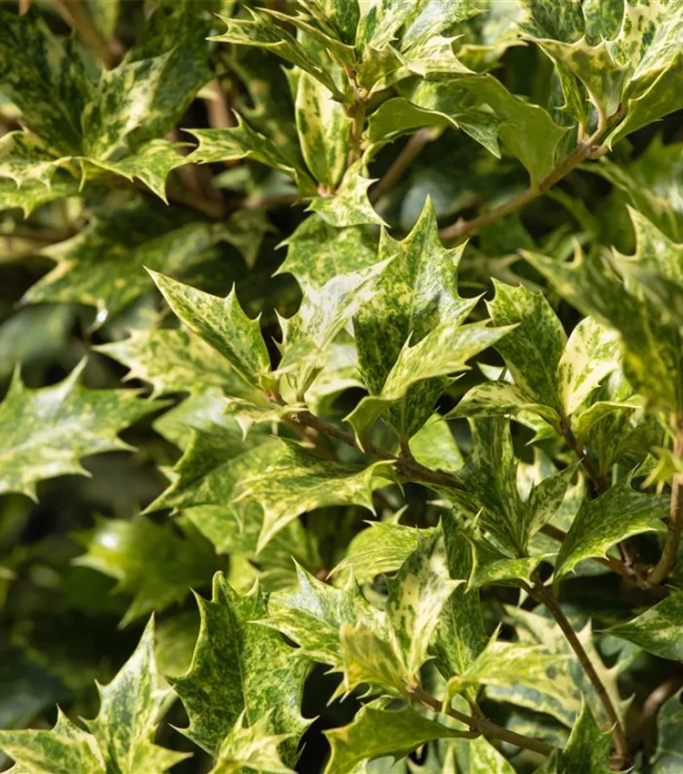 Stachelblättrige Duftblüte 'Tricolor'
