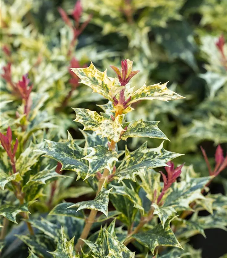 Stachelblättrige Duftblüte 'Tricolor'