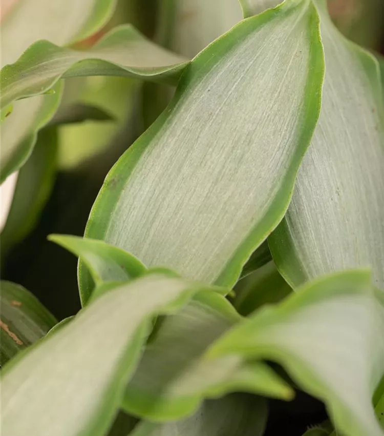 Herbe de Pékin 'Bright Star'