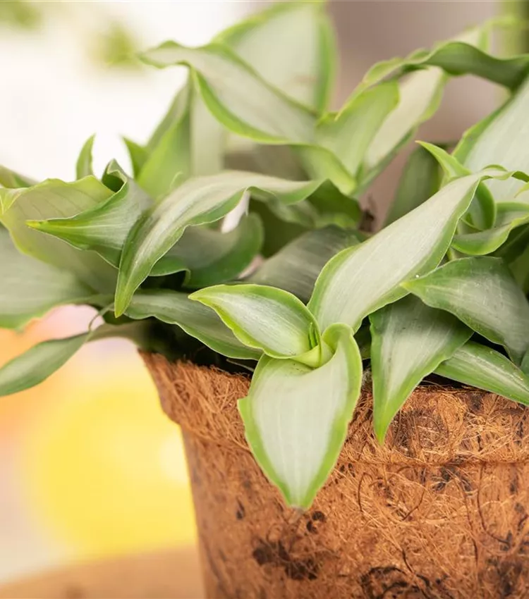 Herbe de Pékin 'Bright Star'