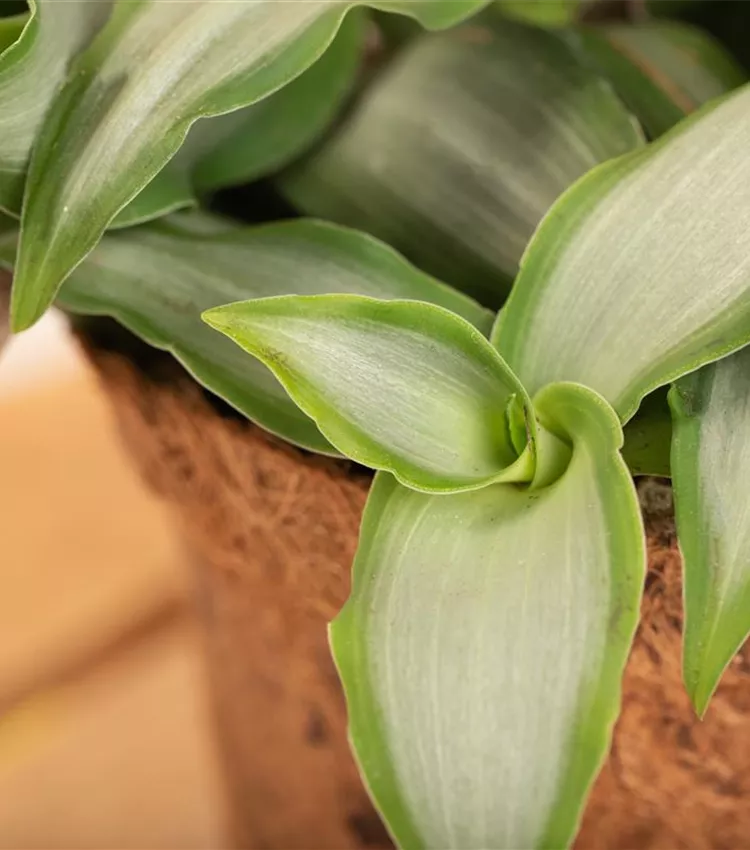 Herbe de Pékin 'Bright Star'