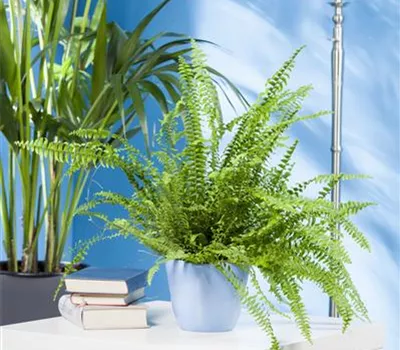Nephrolepis exaltata Nephrolepis exaltata