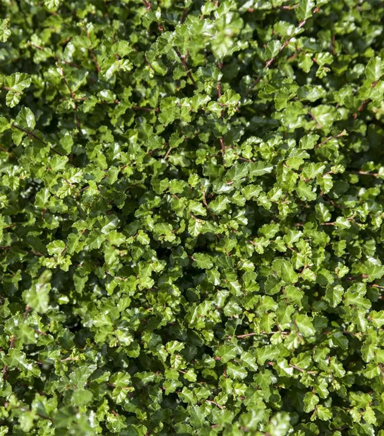 Hêtre de l'Antarctique Hêtre de l'Antarctique