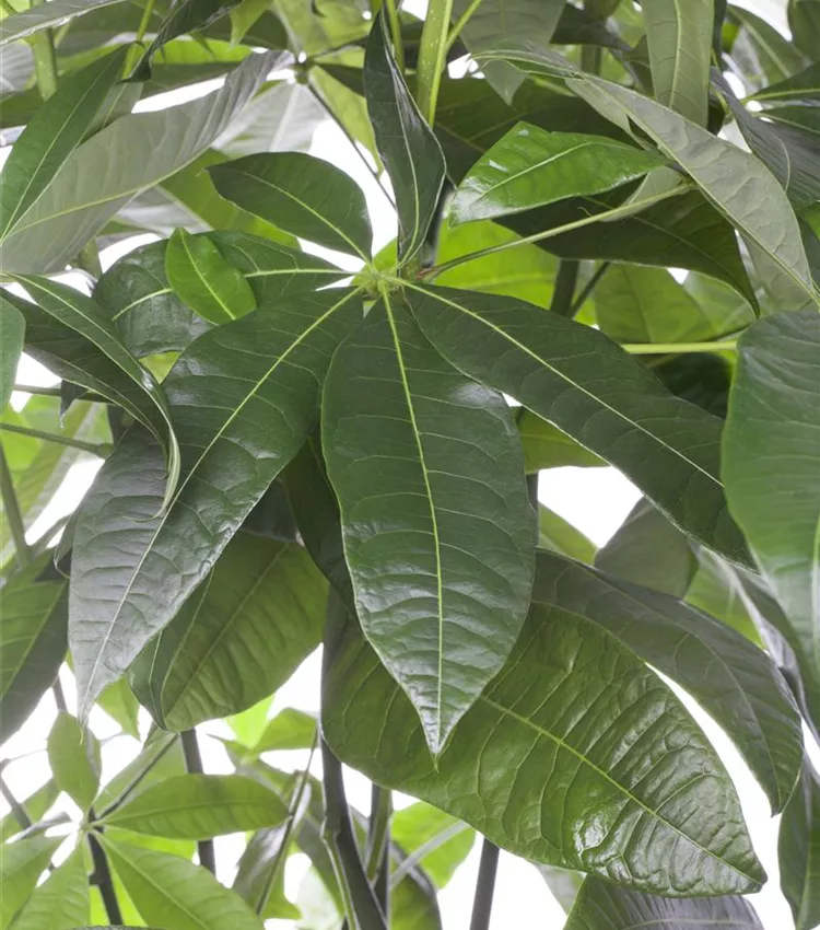 Pachira aquatica, Glckskastanie | RICOTER Erdaufbereitung AG