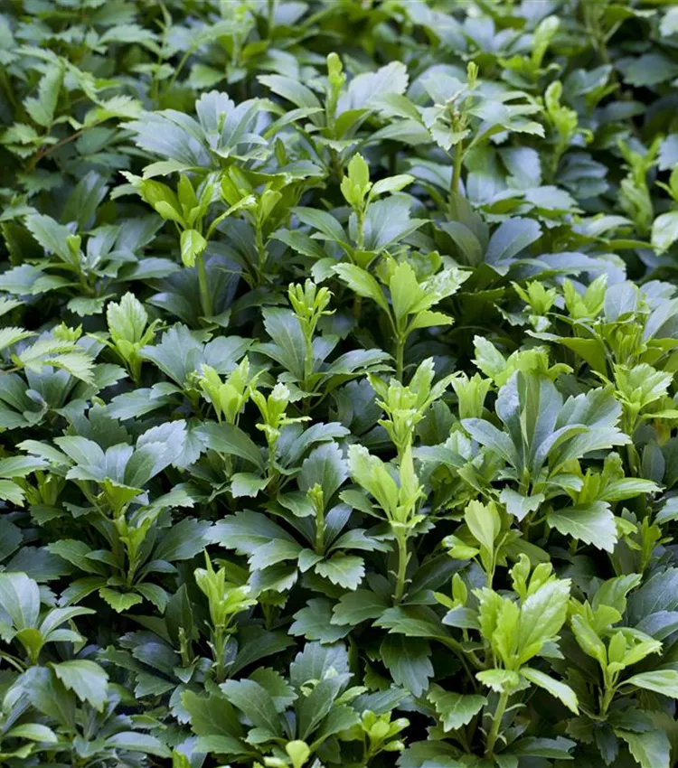 Dickmännchen 'Green Carpet'®