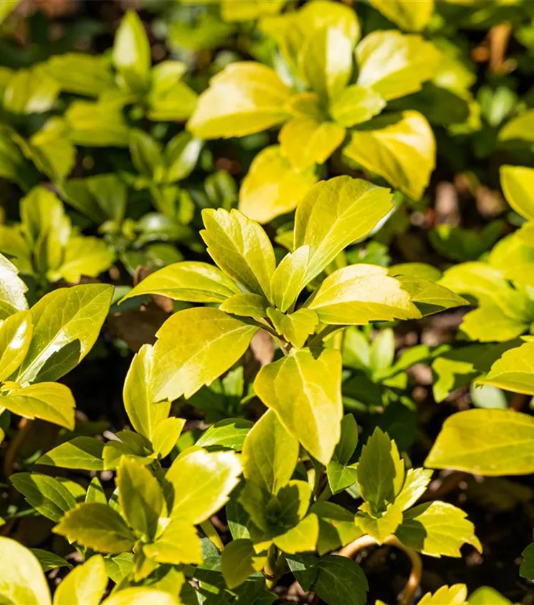 Dickmännchen 'Green Carpet'®