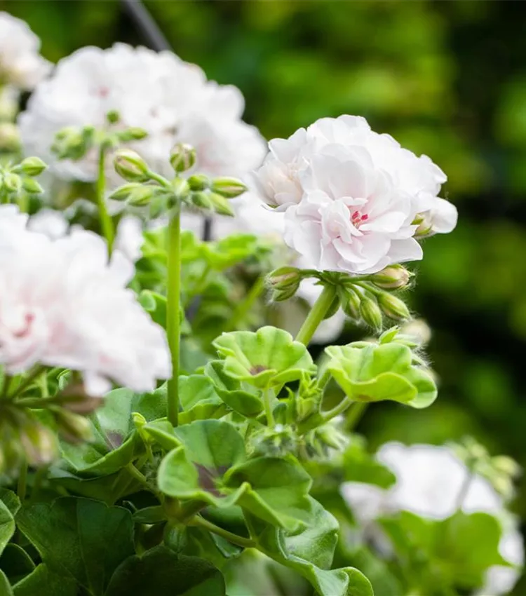 Géranium lierre