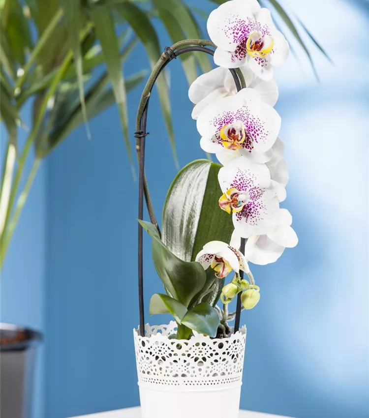 Orchidée papillon 'Waterfall'