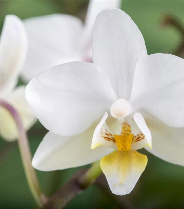 Orchidee