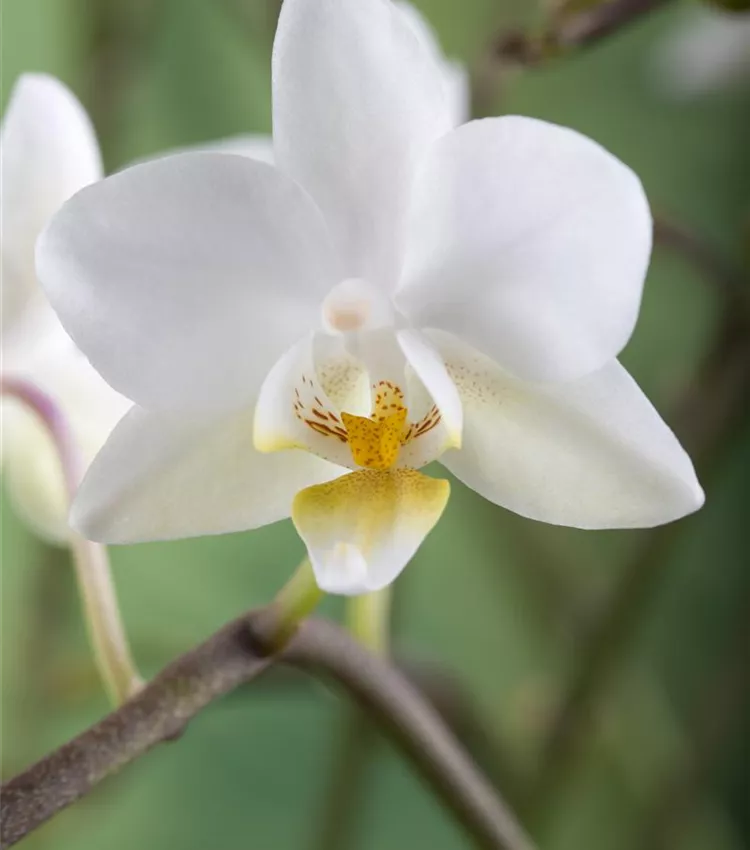 Orchidee