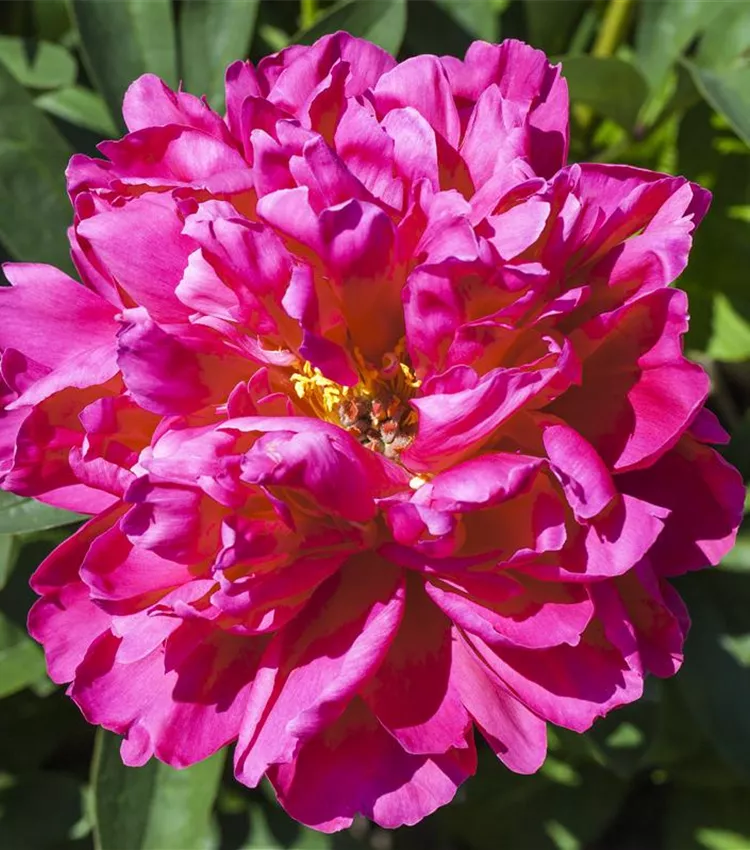 Pivoine herbacée