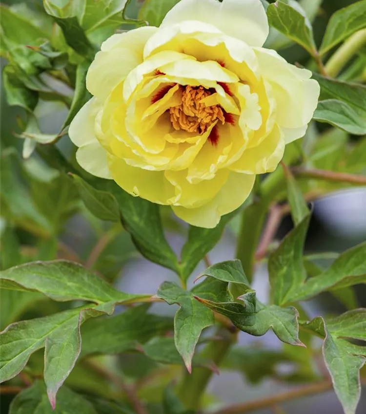 Pivoine herbacée
