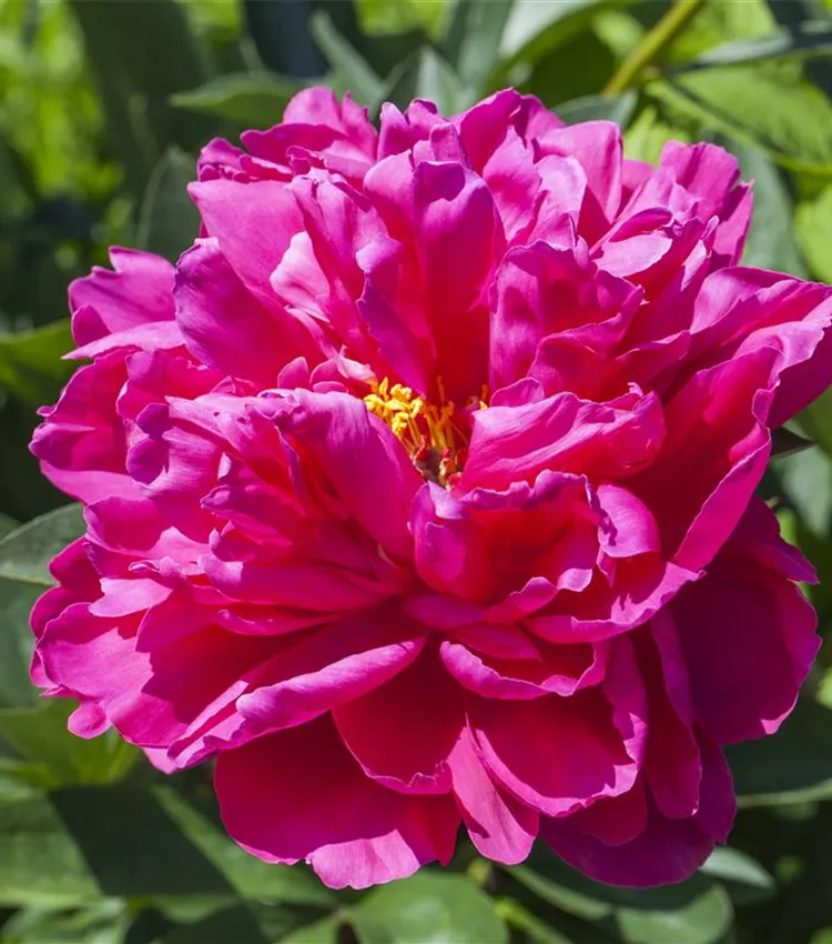 Pivoine herbacée