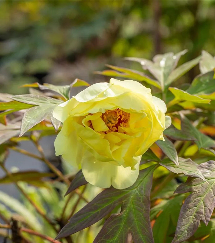 Pivoine 'High Noon'