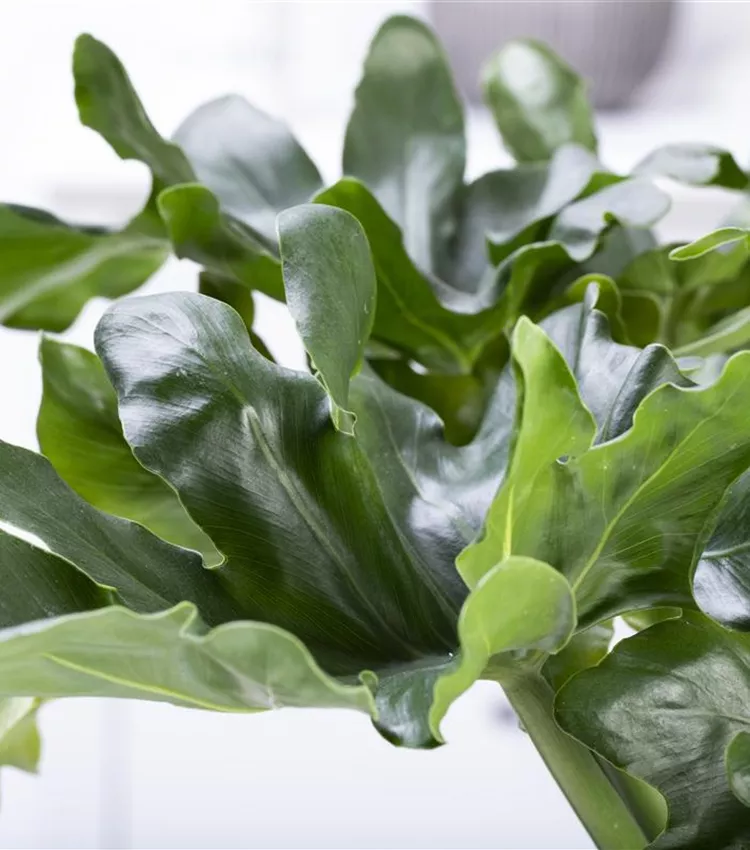 Philodendron 'Atom'