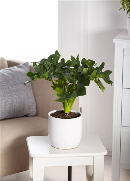 Philodendron bipinnatifidum 'Atom', Philodendron 'Atom' | RICOTER  Erdaufbereitung AG