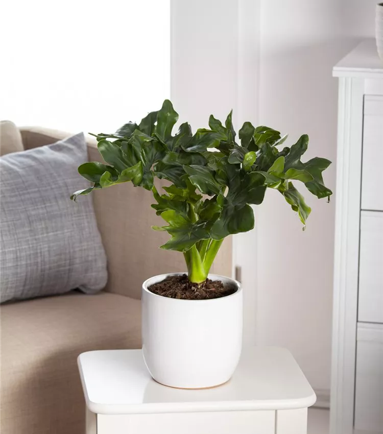 Philodendron 'Atom'