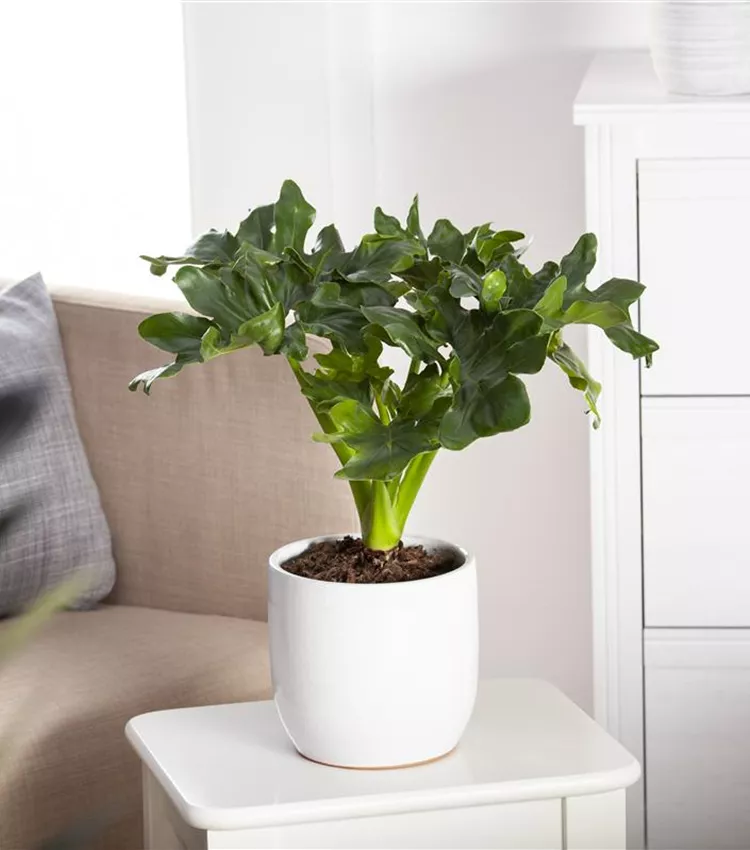 Philodendron 'Atom'