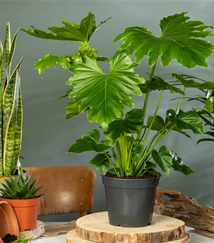 Philodendron bipinnatifidum 'Shangri-La', Philodendron 'Shangri-La' |  RICOTER Erdaufbereitung AG