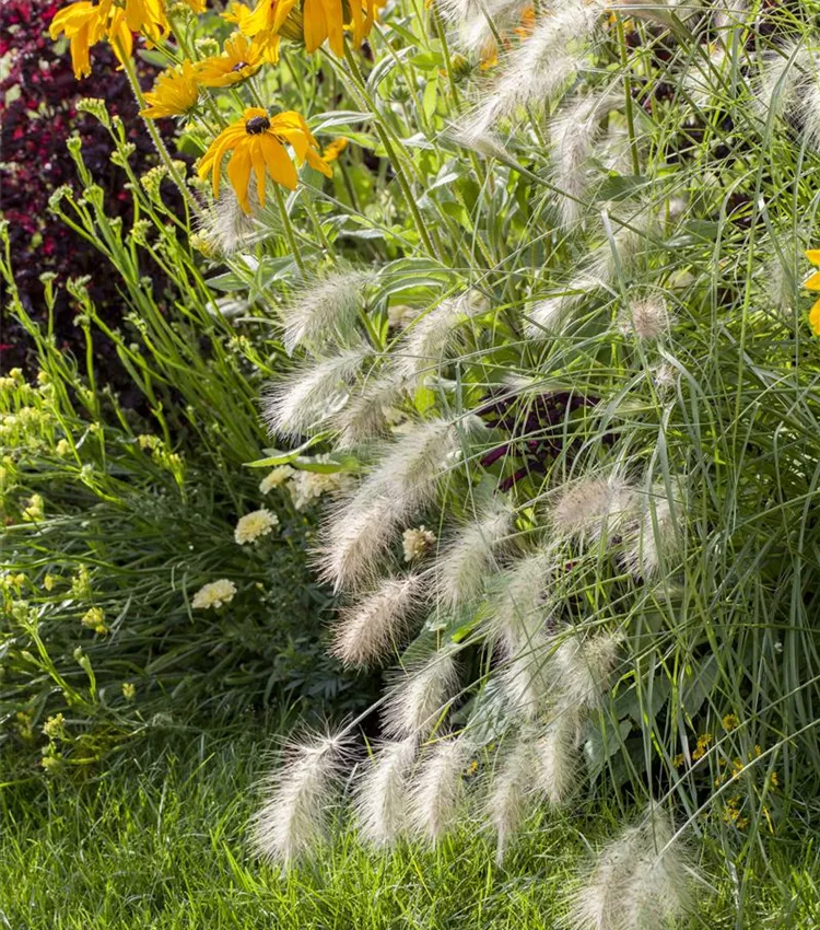 Herbe aux écouvillons 'Hameln'