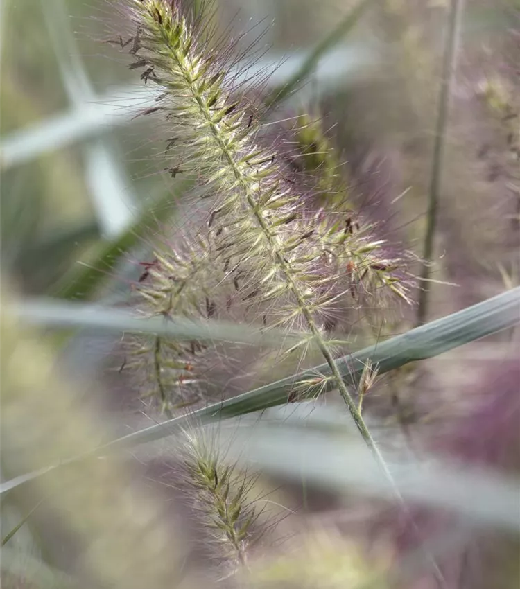 Herbe aux écouvillons 'Hameln'