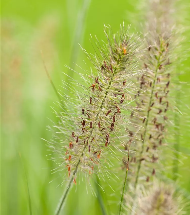 Herbe aux écouvillons 'Hameln'