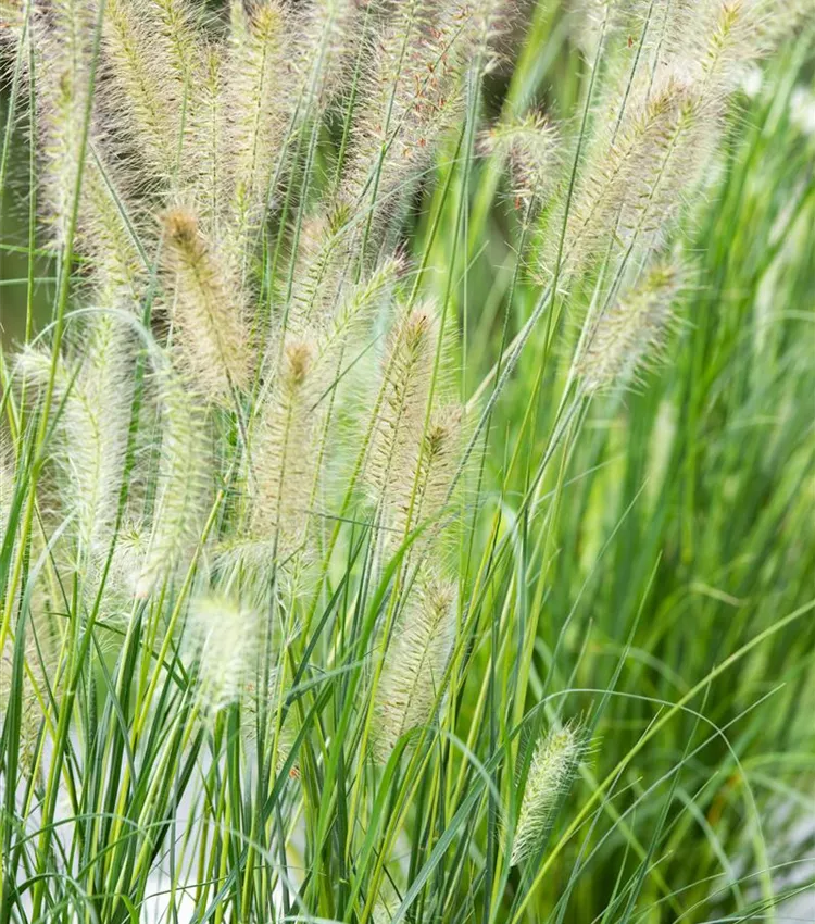 Herbe décorative 'Little Bunny' Herbe décorative 'Little Bunny'