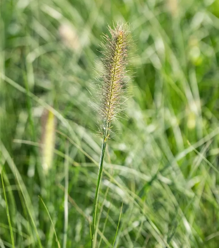 Herbe décorative 'Little Bunny' Herbe décorative 'Little Bunny'