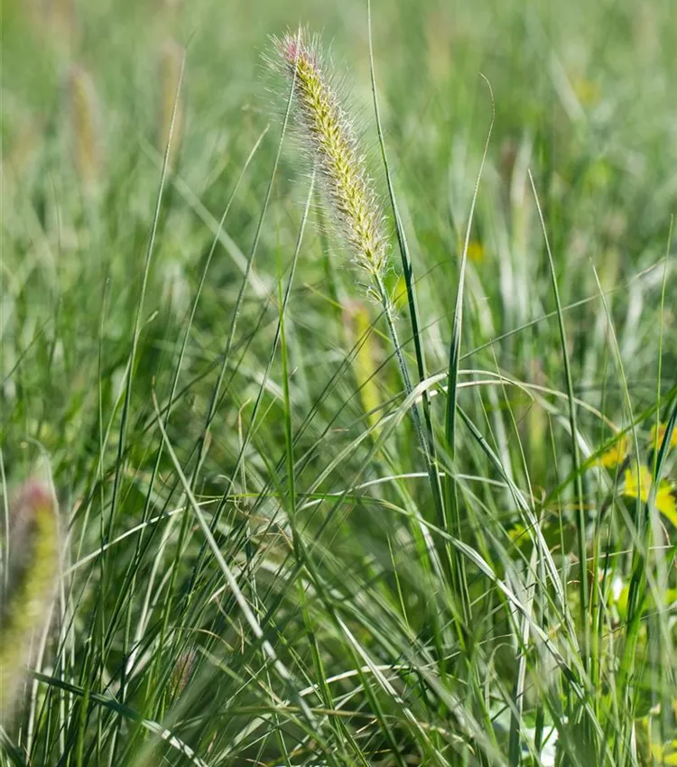 Herbe décorative 'Little Bunny' Herbe décorative 'Little Bunny'