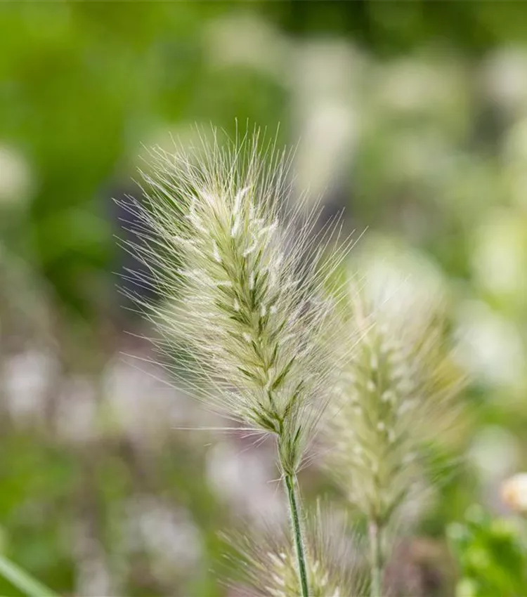 Herbe décorative 'Little Bunny' Herbe décorative 'Little Bunny'