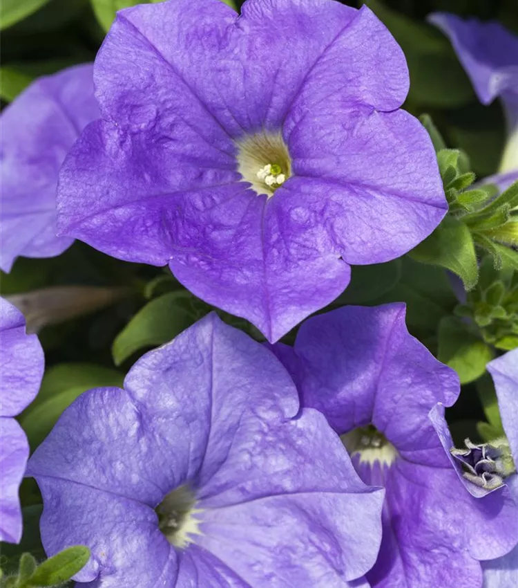 Pétunia