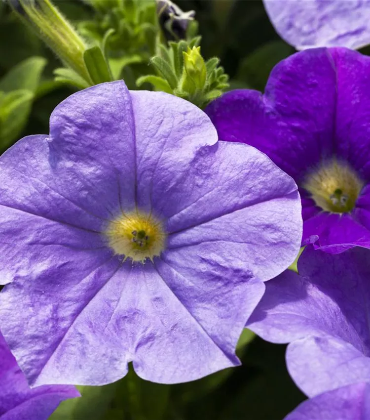 Pétunia
