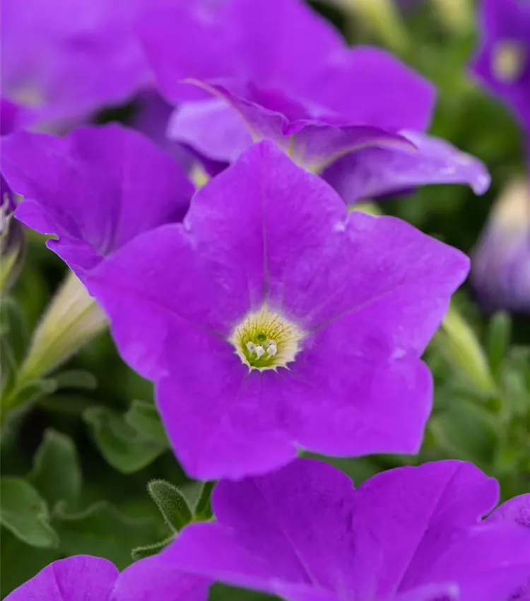 Pétunia
