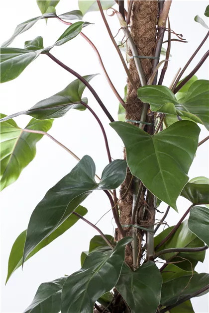 Philodendron mandaianum, Philodendron | RICOTER Erdaufbereitung AG