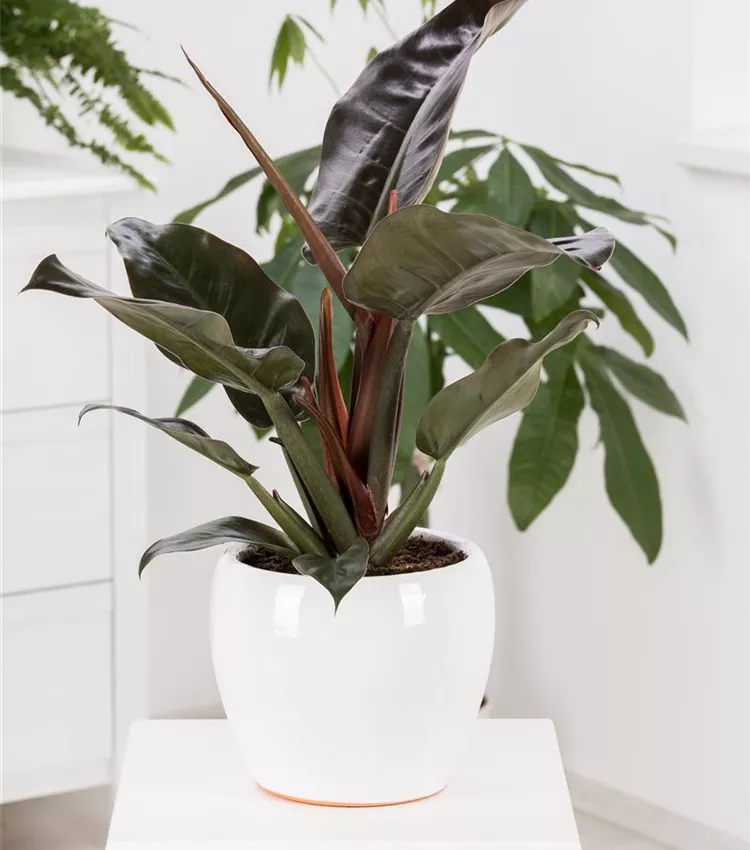 Philodendron erubescens 'Red Emerald', Philodendron 'Red Emerald' | RICOTER  Erdaufbereitung AG