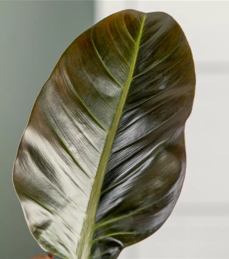Philodendron 'Imperial Red' | RICOTER Erdaufbereitung AG