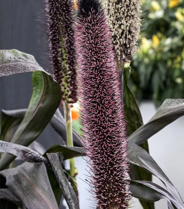 Herbe décorative 'Purple Baron'