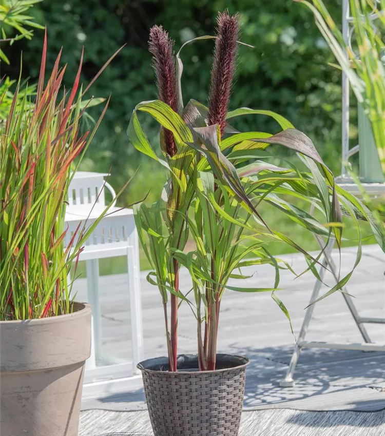 Herbe décorative 'Purple Baron'