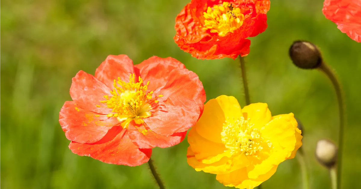 Papaver nudicaule, Pavot d'Islande | RICOTER Erdaufbereitung AG
