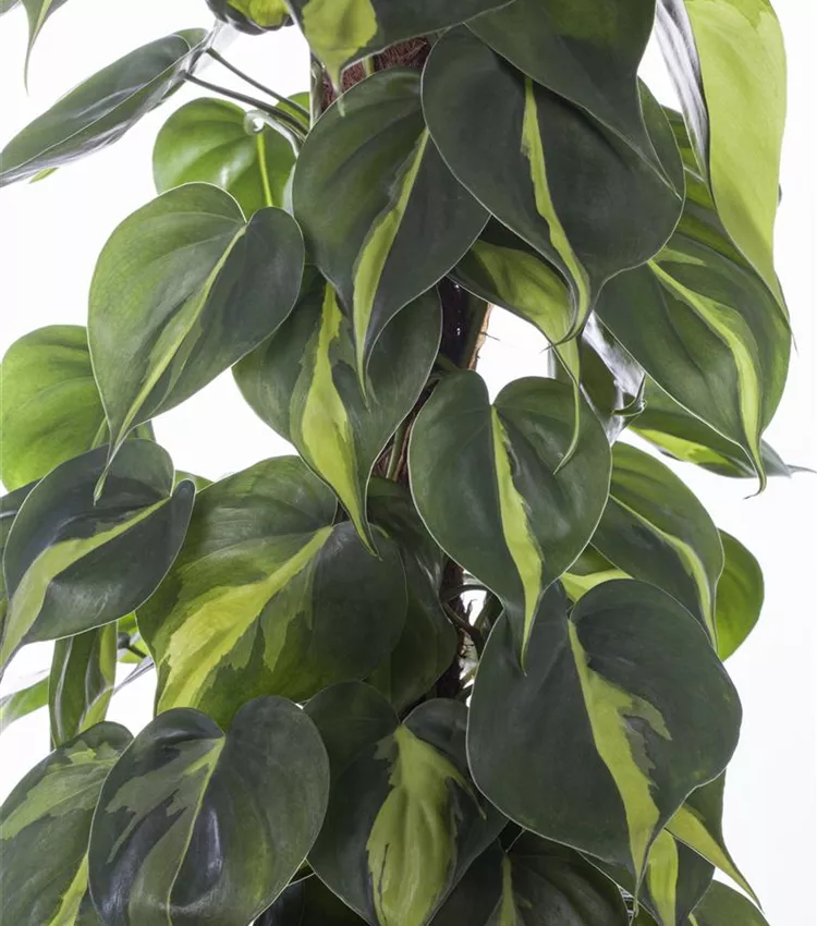 Philodendron scandens 'Brasil', Kletternder Philodendron 'Brasil' | RICOTER  Erdaufbereitung AG