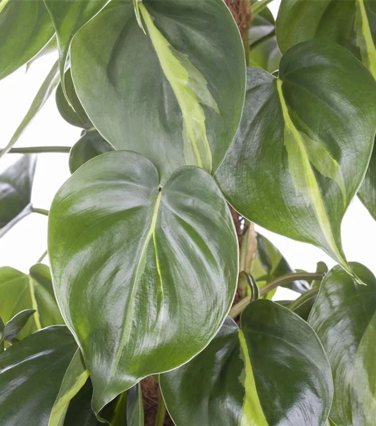 Philodendron scandens 'Brasil', Kletternder Philodendron 'Brasil' | RICOTER  Erdaufbereitung AG