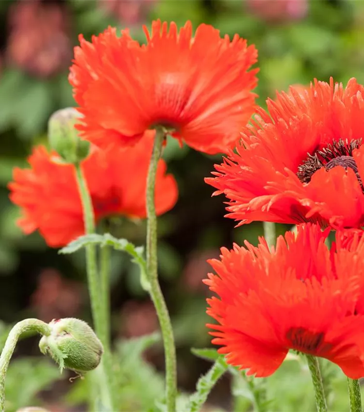 Orientalischer Mohn