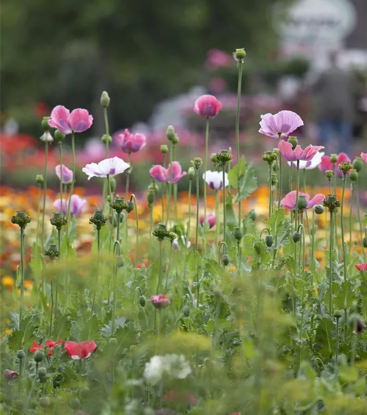 Orientalischer Mohn
