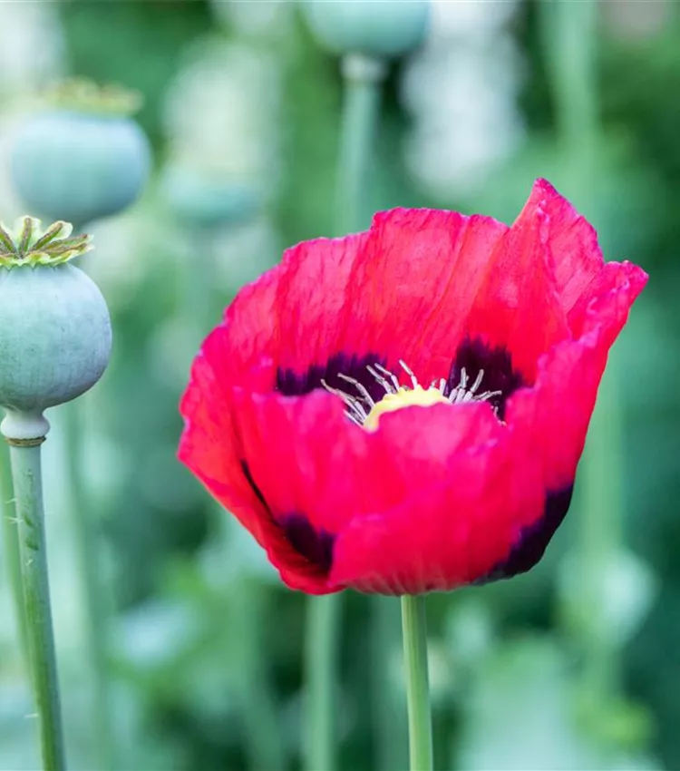 Orientalischer Mohn