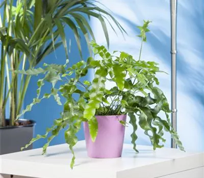 Phlebodium aureum Phlebodium aureum