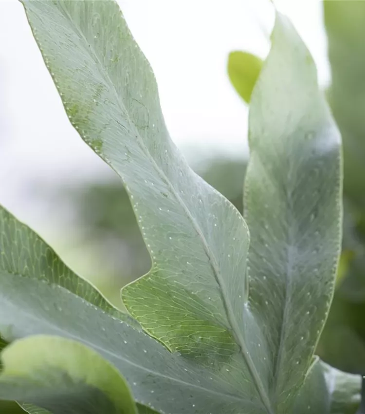 Phlebodium aureum 'Blue Star', Blauer Tpfelfarn | RICOTER Erdaufbereitung  AG