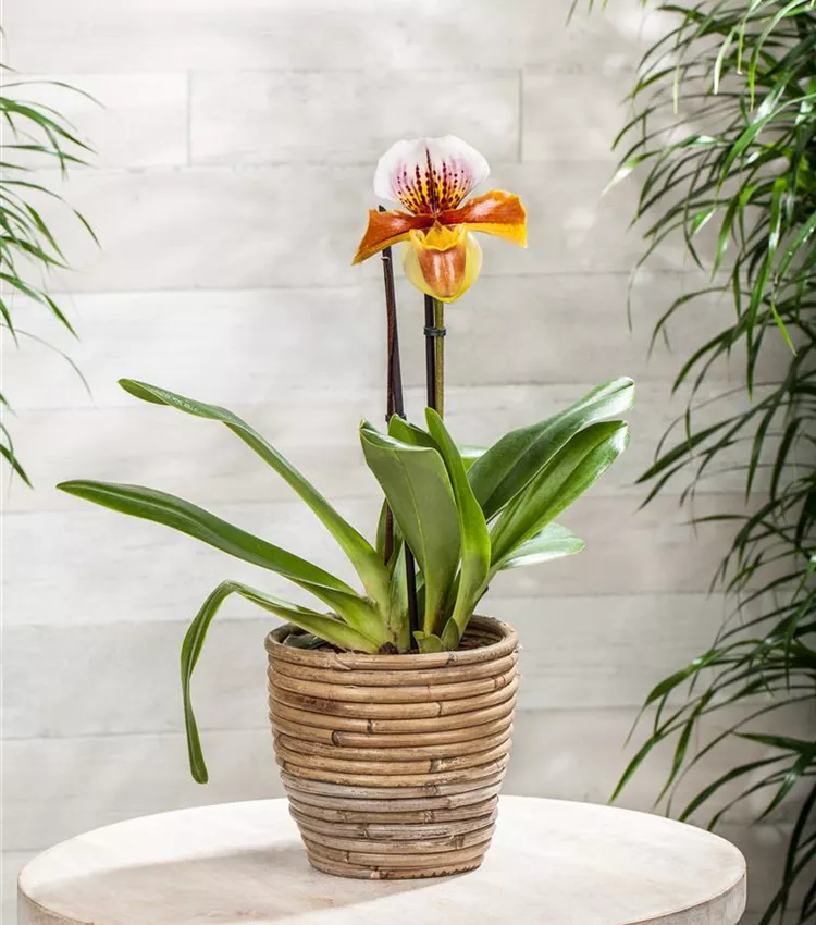 Sabot de Vénus 'Americana'